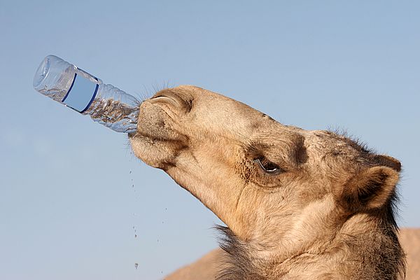Kamel speichert Wasser