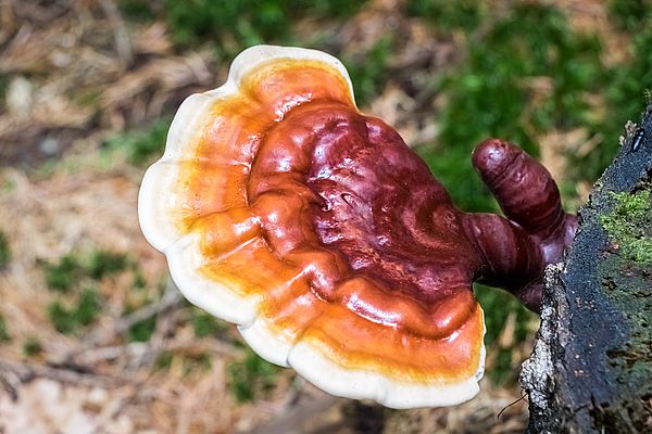 Reishi Pilz – Erfahrungen, sammeln und Wirkung