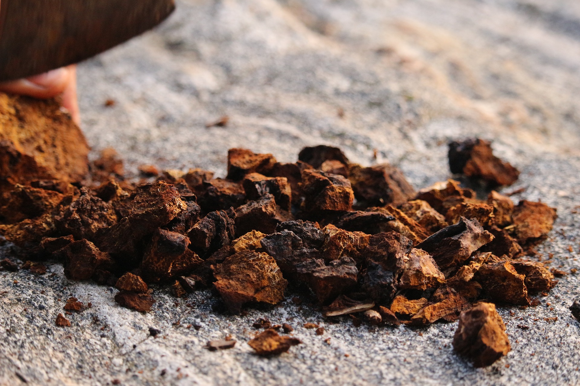 chaga pilz brocken auf einem Vlies