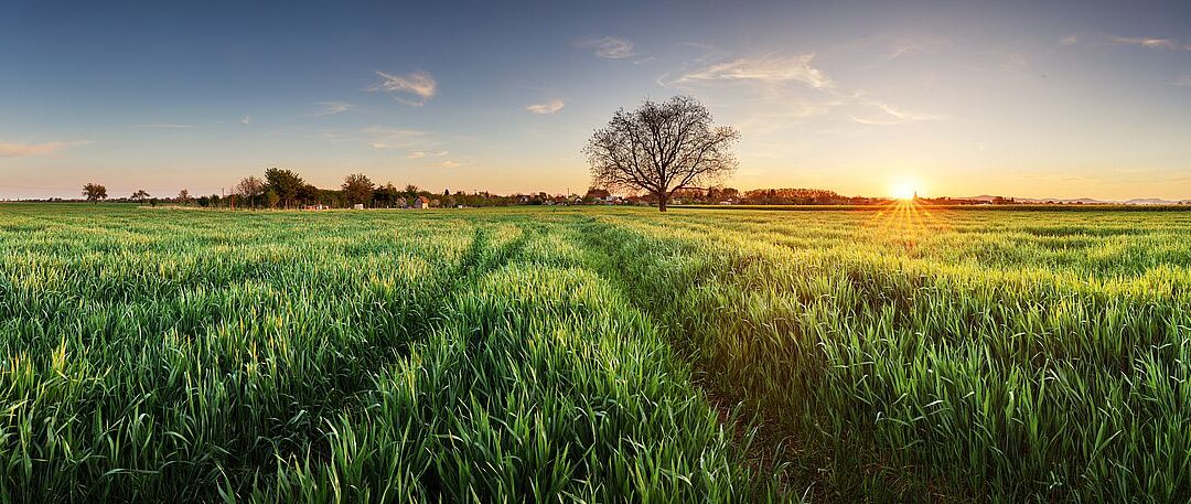 Gerstengras: Das Superfood von nebenan