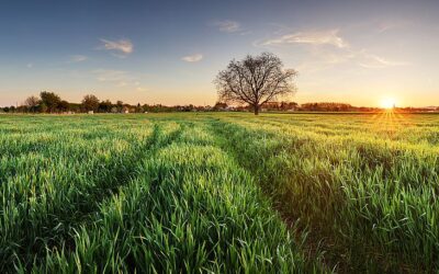 Gerstengras: Das Superfood von nebenan