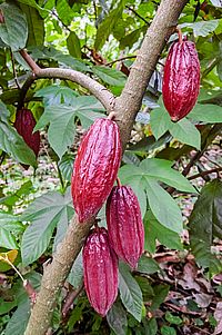 Criollo Kakaosorte