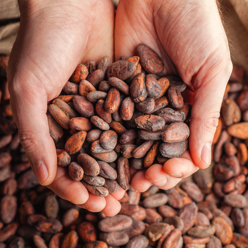 Kakaobohnen roh