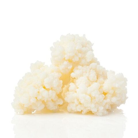 Bio Kefirpilz bestehend aus 10g Knollen kaufen für Milchkefir-Getränk