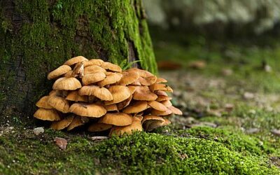 Maitake-Mushroom: Die ultimative Wunderwaffe gegen Stress und Müdigkeit