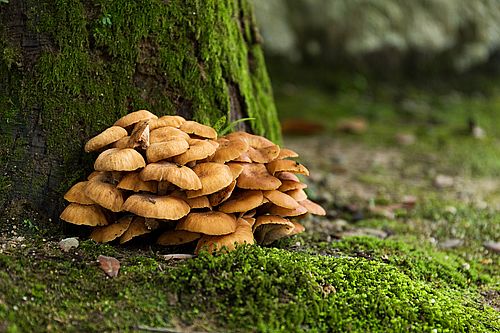 Maitake-Mushroom: Die ultimative Wunderwaffe gegen Stress und Müdigkeit