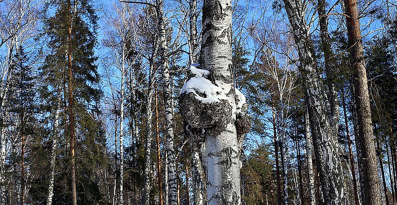 Chaga Pilz an Birke