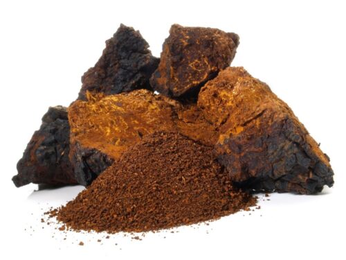 chaga-pulver