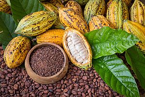 kakaobohnen und Kakaofrüchte