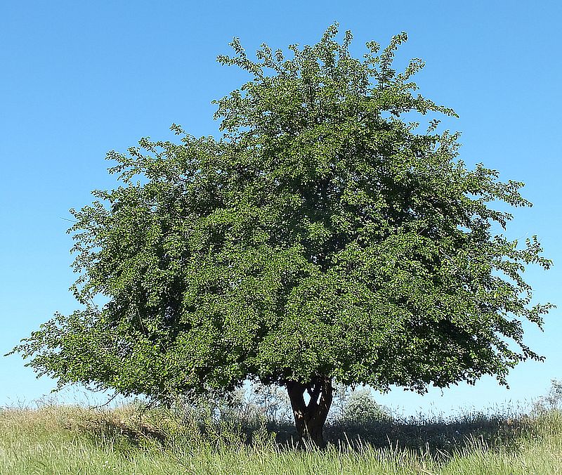 Maulbeerbaum auf einer Wiese