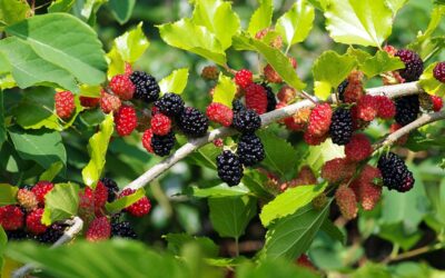 Maulbeeren: So gesund sind sie wirklich