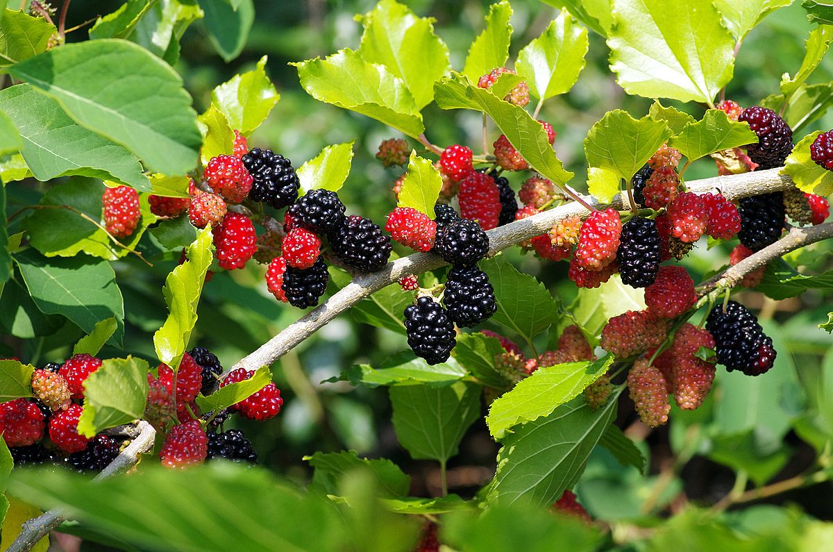 Maulbeeren So gesund sind sie [wirklich] Curly Superfood
