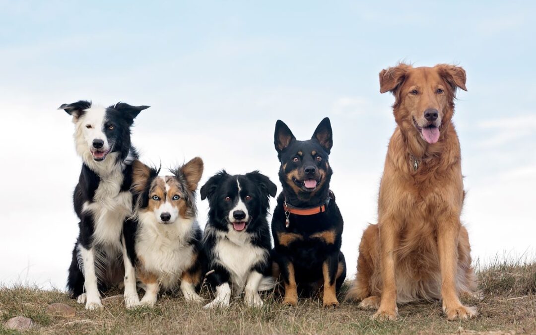 Vitalpilze für Hunde: Die geheime Zutat für ein langes und glückliches Hundeleben!