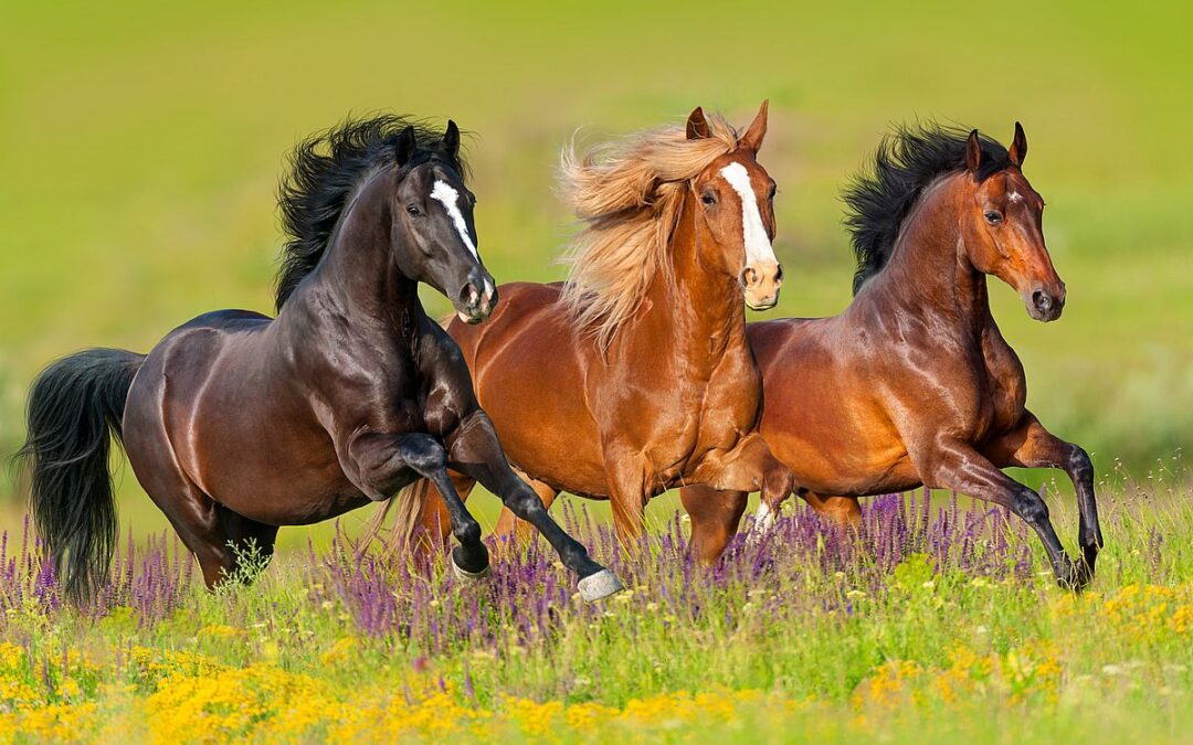 Vitalpilze für Pferde: Die geheime Zutat für eine strahlende Gesundheit!