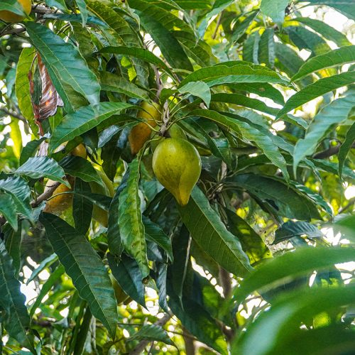 Reife Frucht hängt an einem Lucuma Baum