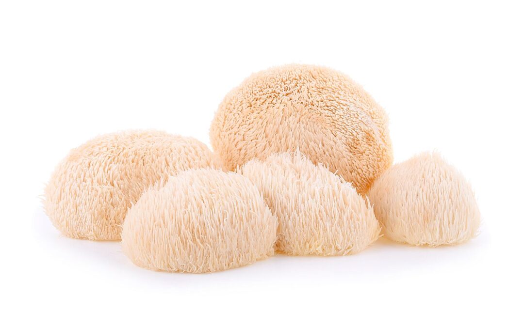 Wie Hericium Erinaceus deine deine Ernärung zu bereichern kann